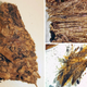 Algunas de las plumas excavadas.